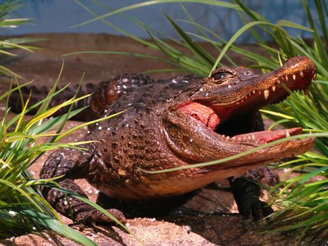 Image of China Alligator