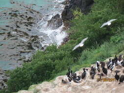 Image of Otago Shag