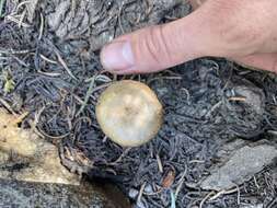 Image of Clitocybe glacialis Redhead, Ammirati, Norvell & M. T. Seidl 2000