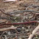 Image of Speckled Warbler