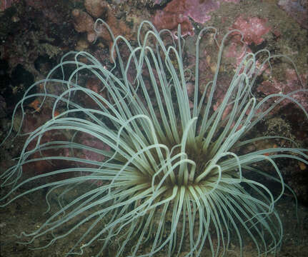 Image of Mediterranean cerianthid