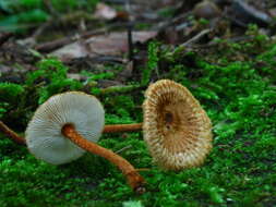 Plancia ëd Collybia zonata (Peck) Sacc. 1887