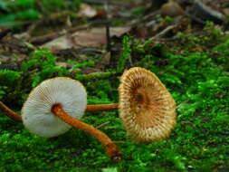 Plancia ëd Collybia zonata (Peck) Sacc. 1887