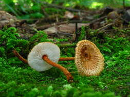 Plancia ëd Collybia zonata (Peck) Sacc. 1887