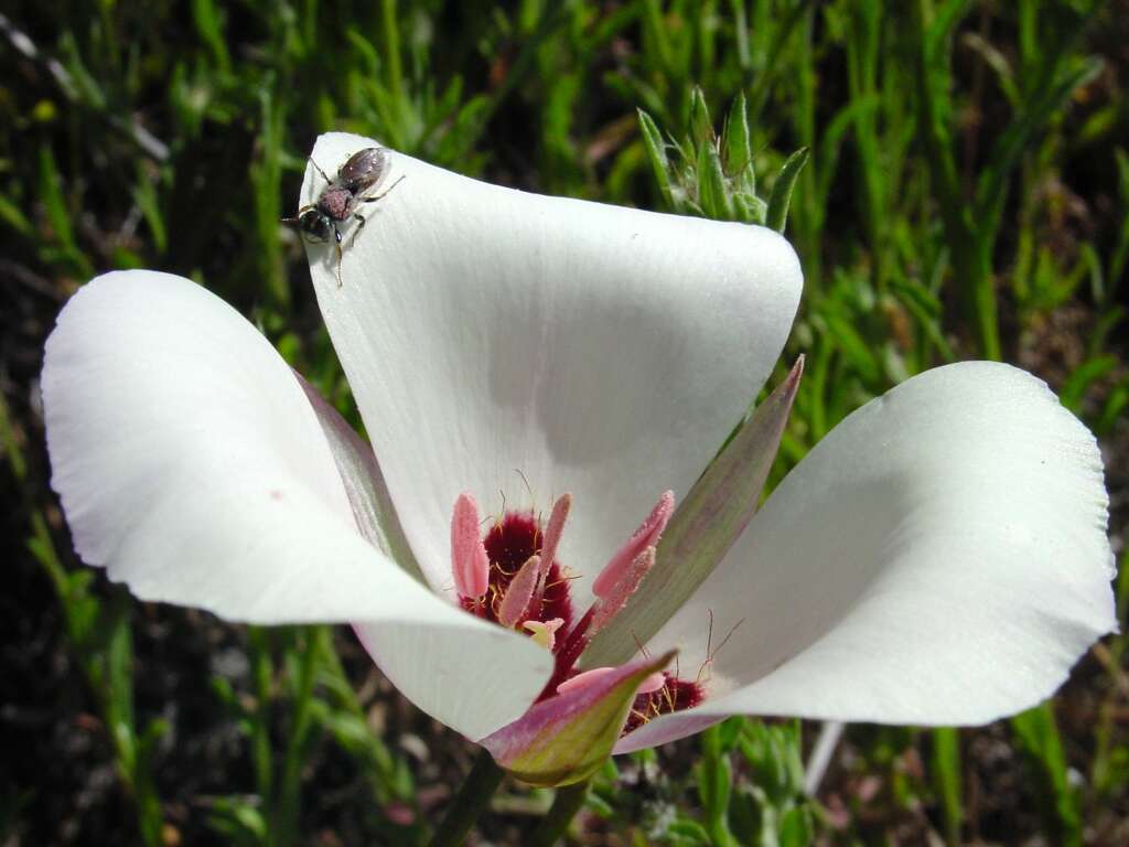 Слика од Calochortus