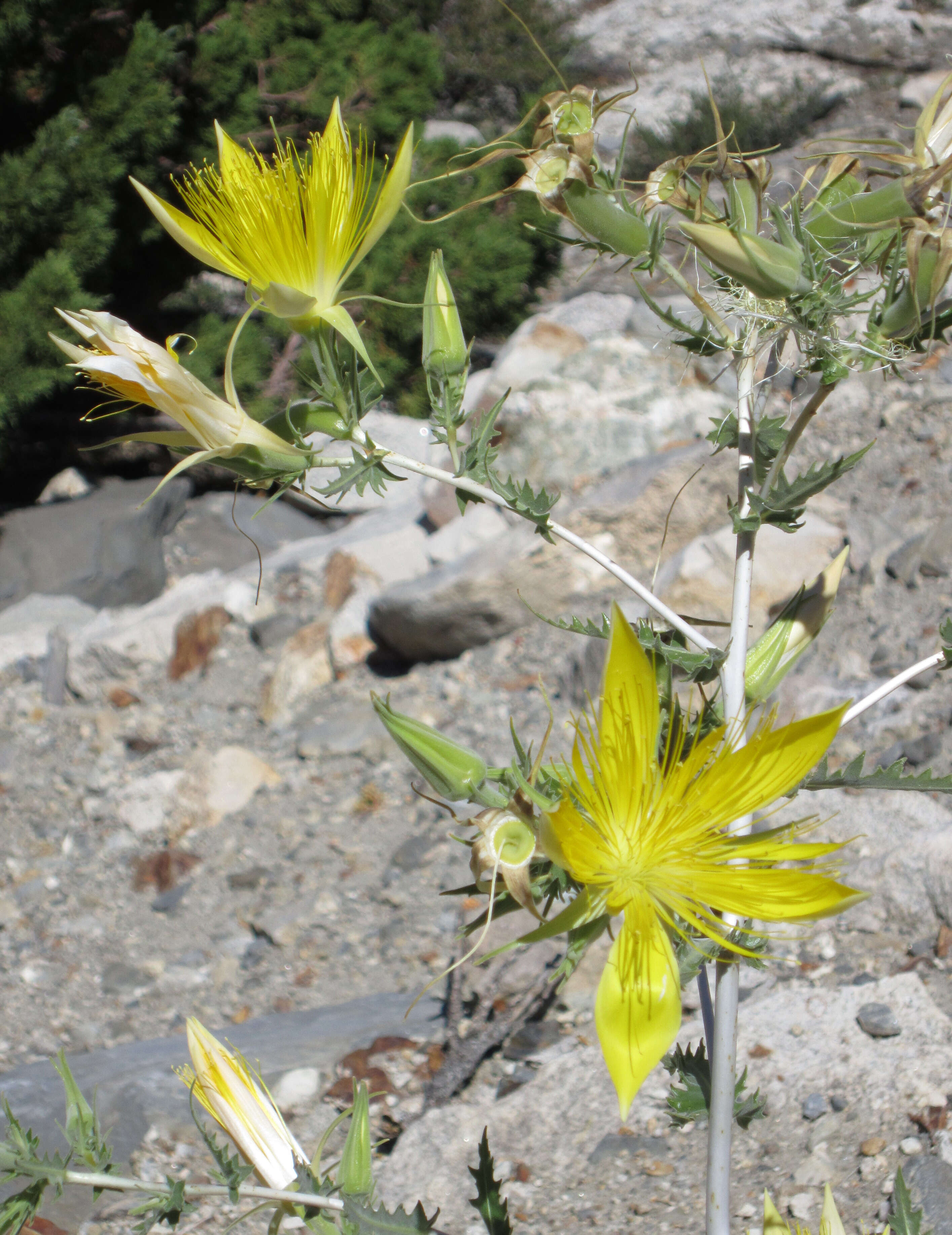 Image of giant blazing star