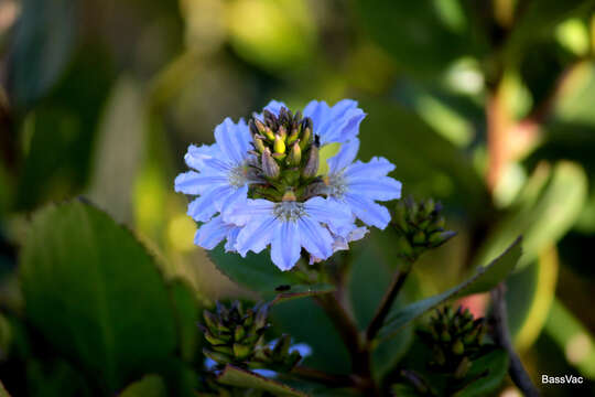 Imagem de Scaevola nitida R. Br.