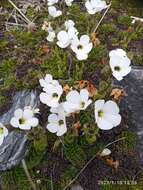 Image of Ourisia glandulosa Hook. fil.