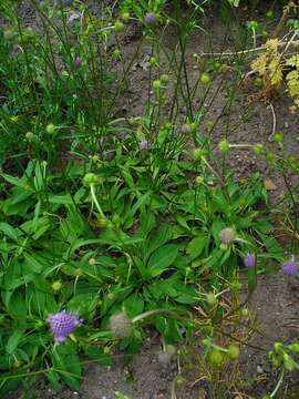 Image of Devil’s Bit Scabious