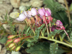 Image of Booth's evening primrose