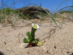 Image of beach tidytips