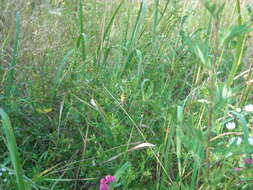 Image of Barbary Spider