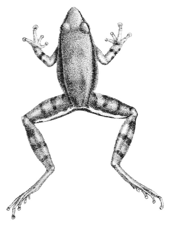Image of Brown Tropical Frog
