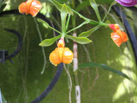 Image of False Epidendrum Epidendrum