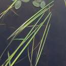 Image of floating bur-reed