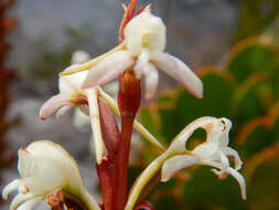 Imagem de Satyrium candidum Lindl.