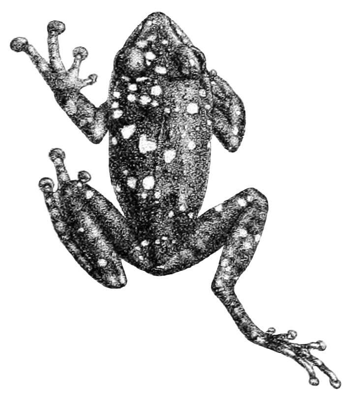 Image of Pseudophilautus Laurent 1943