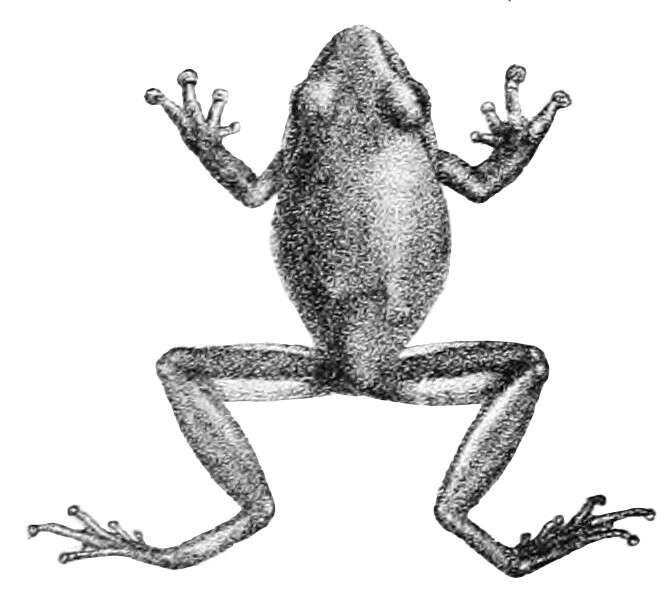 Image of Beddome's bubble-nest frog