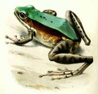 Image of Chloronate Huia Frog