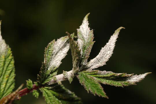 Podosphaera filipendulae (Z. Y. Zhao) T. Z. Liu & U. Braun 2010的圖片