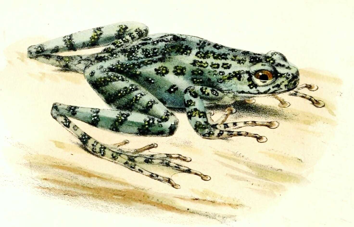 Image of Amolops Cope 1865