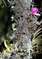 Image of Laelia furfuracea Lindl.