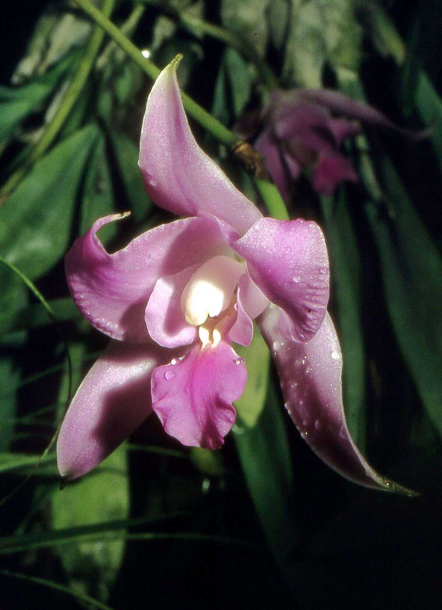 Image of laelia