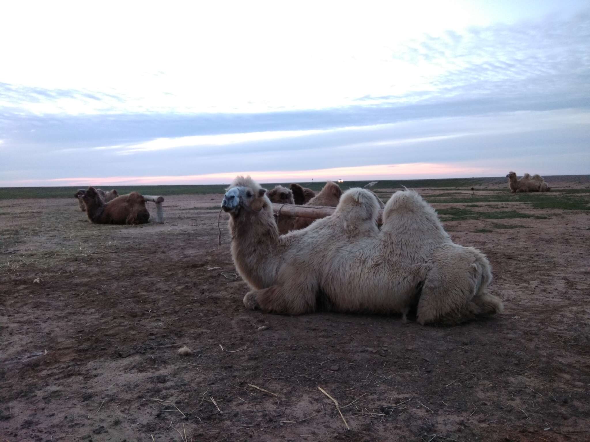 Image of Bactrian camel