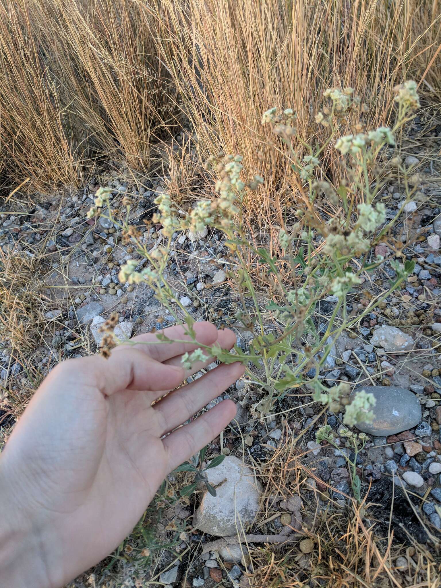 Image of Gray's feverfew