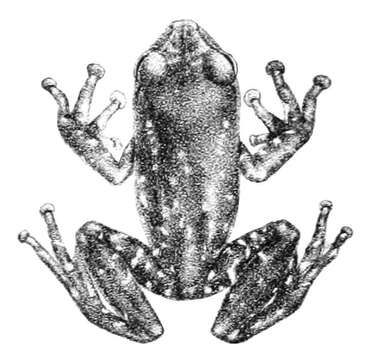 Image of Raorchestes flaviventris (Boulenger 1882)