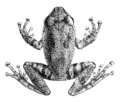 Image of Raorchestes flaviventris (Boulenger 1882)