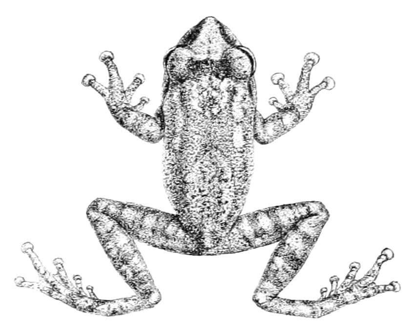 Image of Raorchestes signatus (Boulenger 1882)