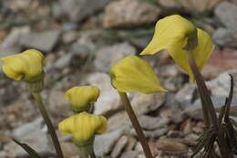 Image of Arisaema flavum subsp. tibeticum J. Murata