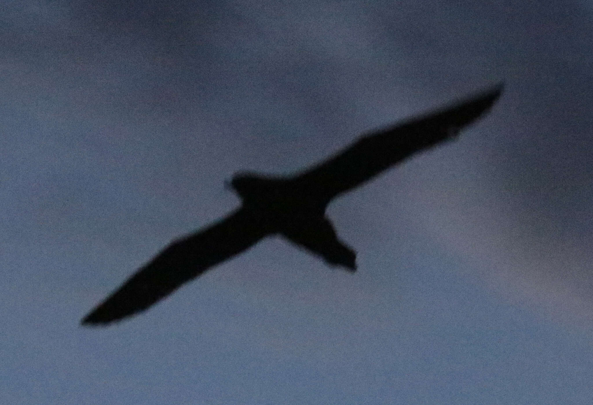 Image of Short-tailed Shearwater