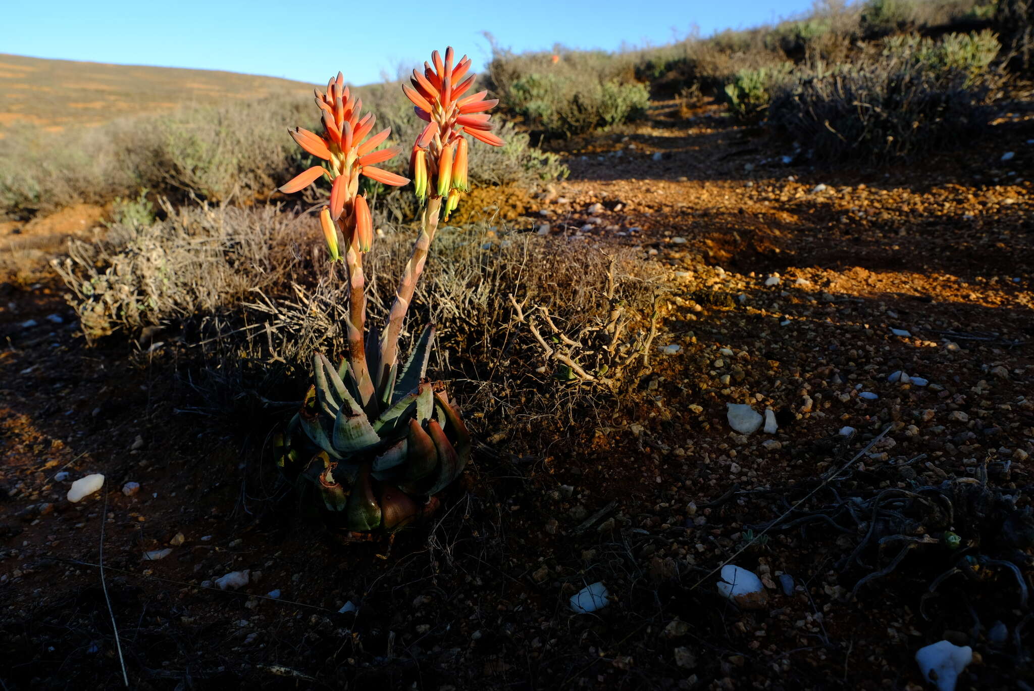 Aloe krapohliana Marloth resmi