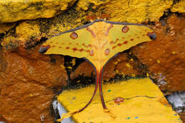 Image of comet moth