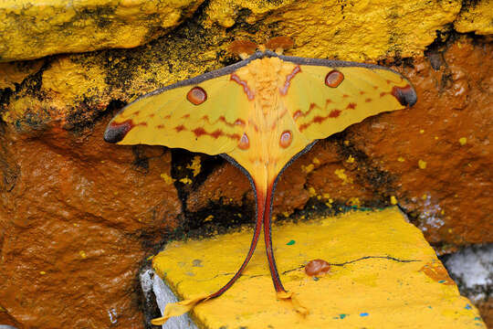 Image of comet moth