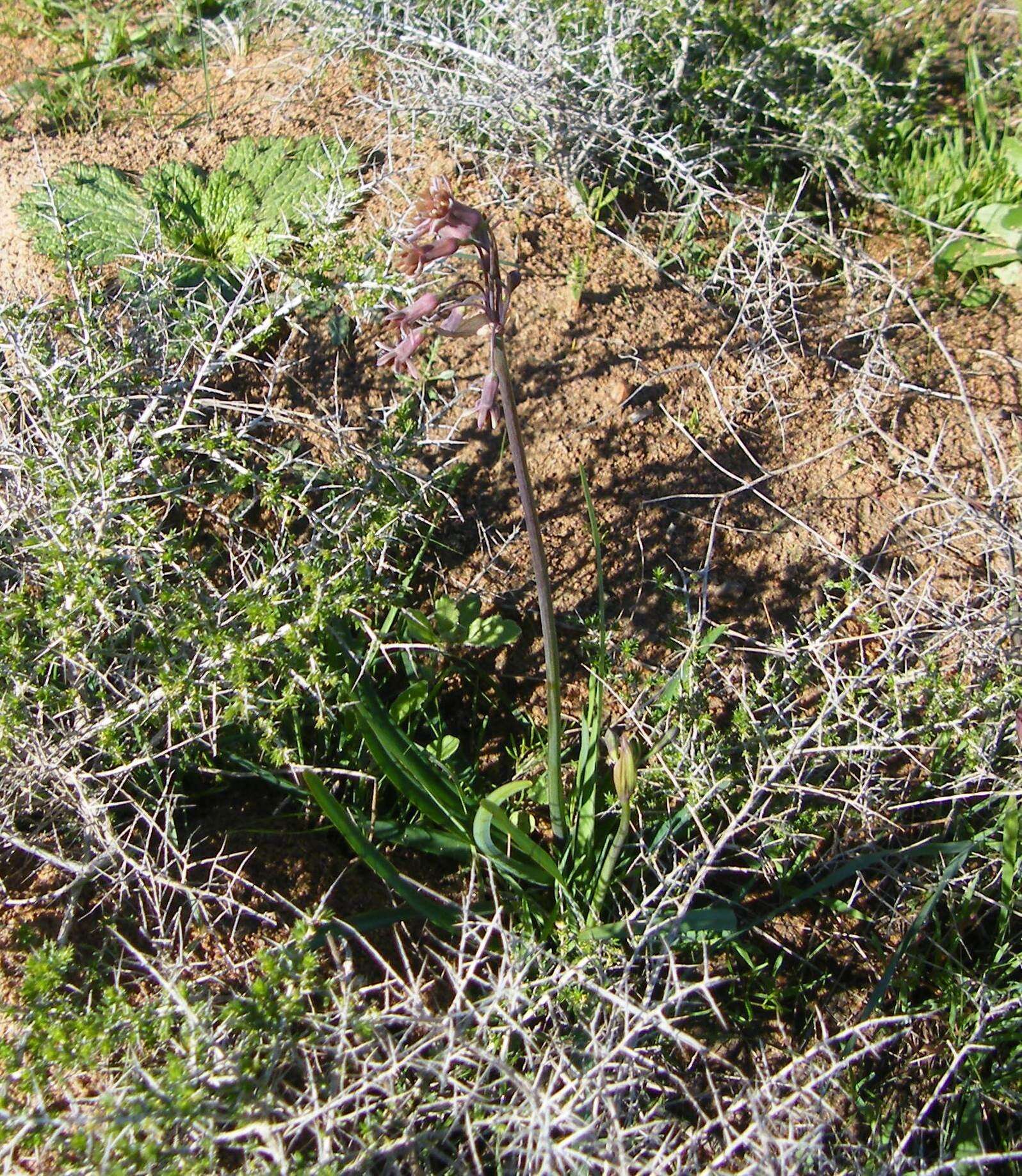 Tulbaghia capensis L. resmi