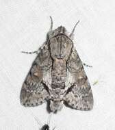 Image of Cautethia noctuiformis (Walker 1856)