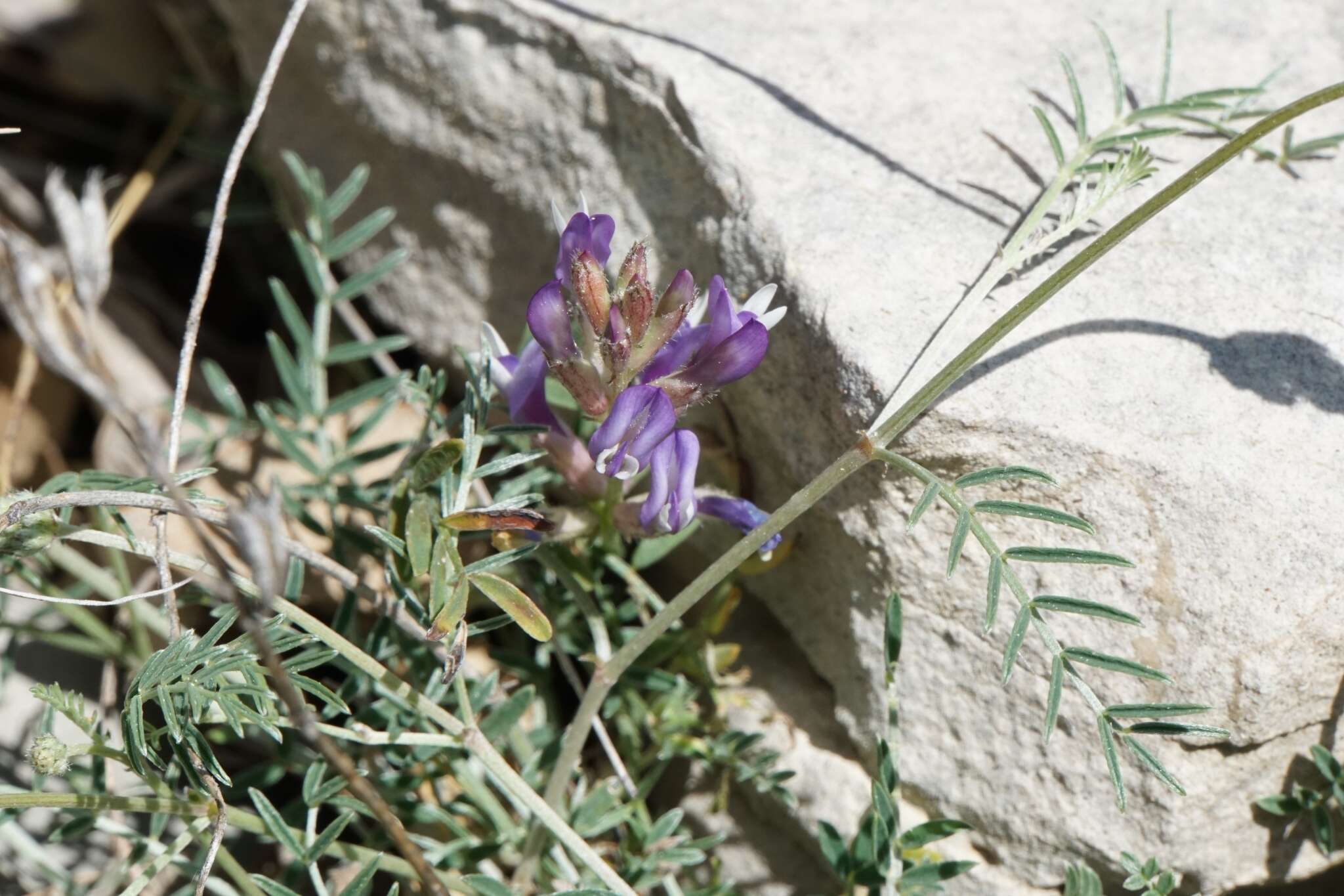 Sivun Astragalus muelleri Steudel & Hochst. kuva