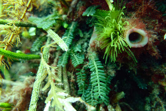 Image of Caulerpa hodkinsoniae