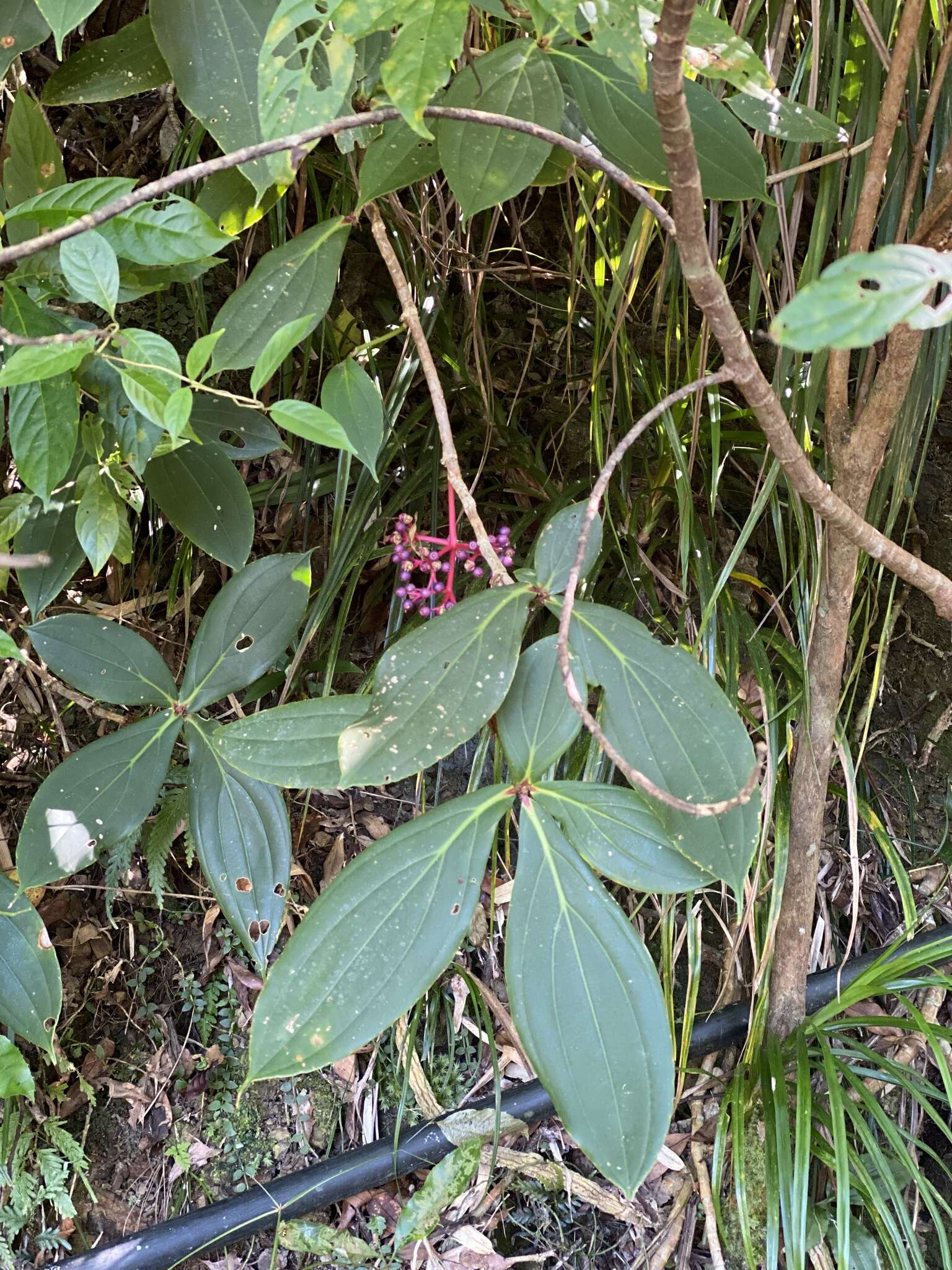 Слика од Medinilla formosana Hayata