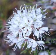 Imagem de Rhododendron tomentosum subsp. decumbens (Aiton) Elven & D. F. Murray