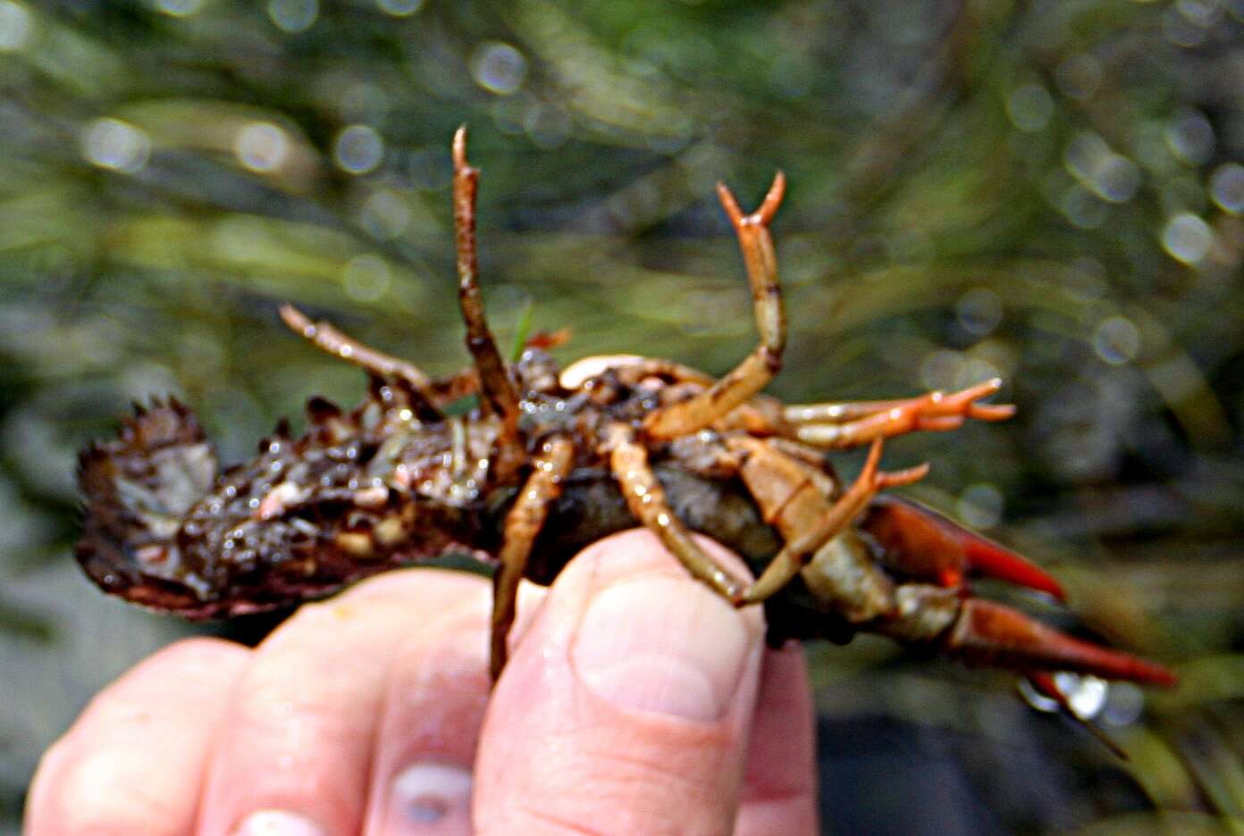 Image of Broad-clawed Crayfish