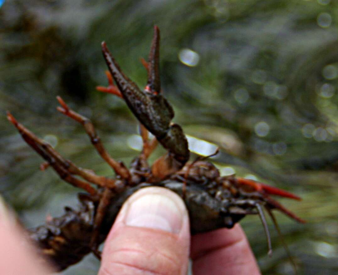 Image of Broad-clawed Crayfish