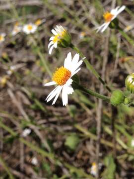 Image of Amauria rotundifolia Benth.