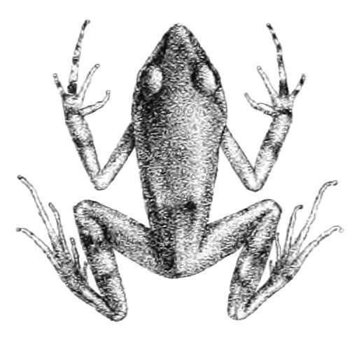 Image of Arthroleptis poecilonotus Peters 1863