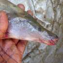 Image of African Carp