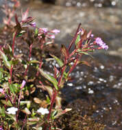 Image of Chickweed Willowherb