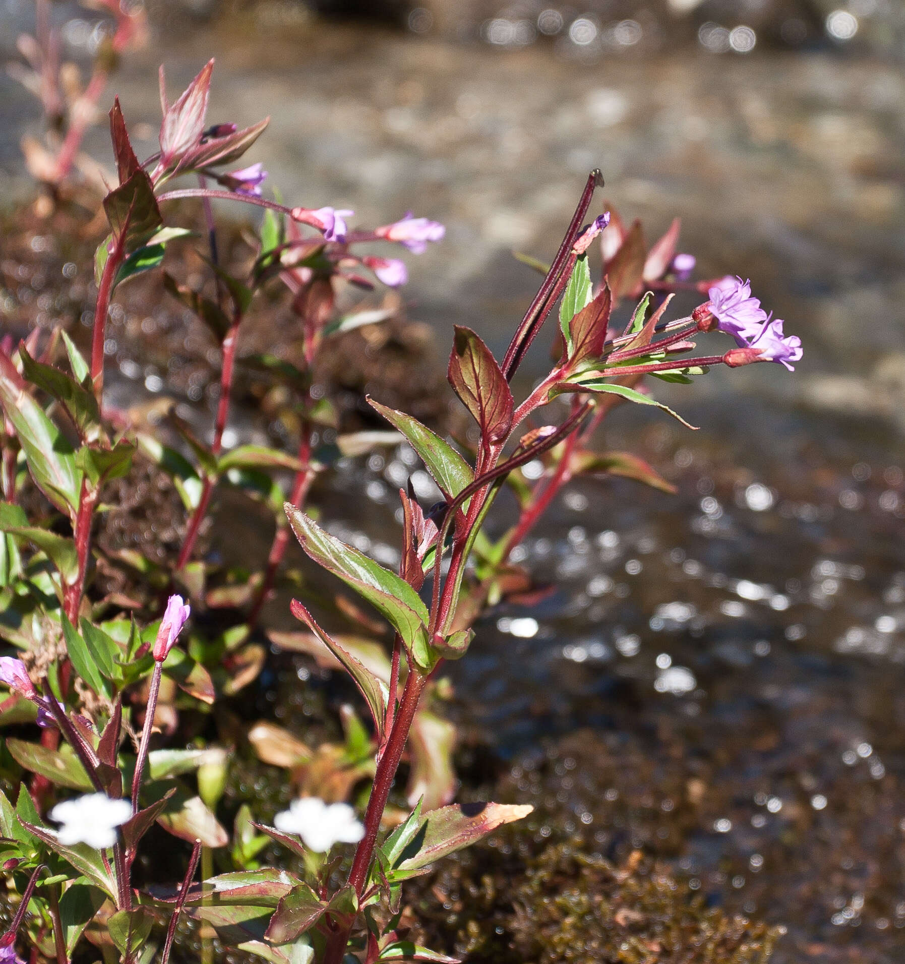 Image of Chickweed Willowherb